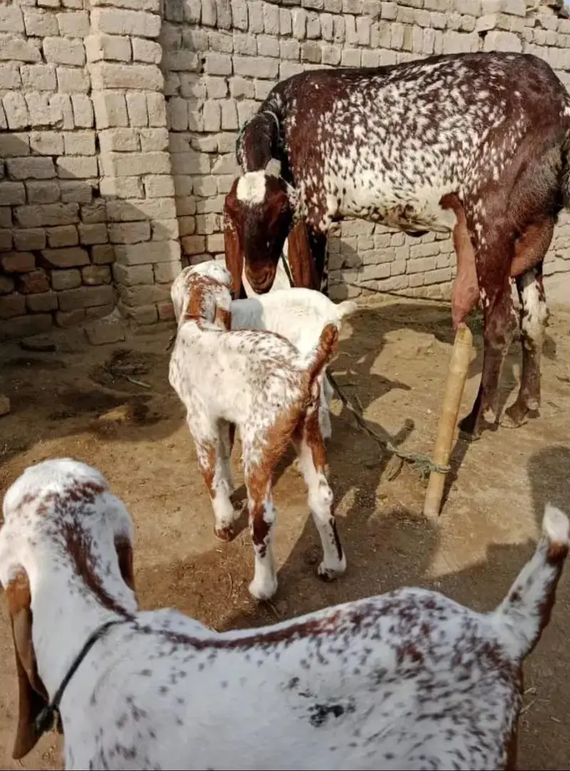 Desi Bakri Our 3 Bacchon Ka Sath Urgent for sale =\=03229844345 — photo 3