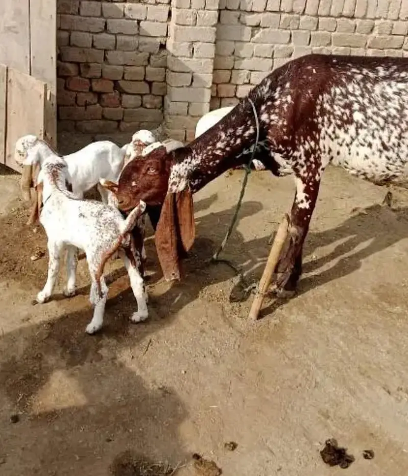 Desi Bakri Our 3 Bacchon Ka Sath Urgent for sale =\=03229844345 — photo 4