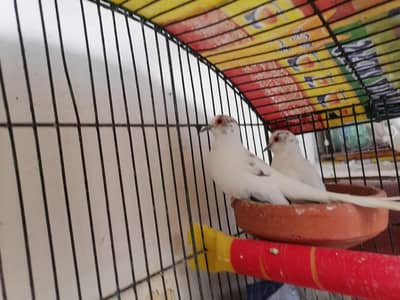 Doves Two Females for sale.
