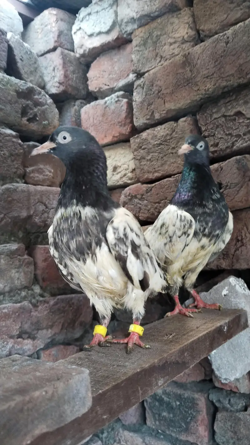 Teddy pair — photo 3