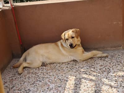Labrador Male For sale
