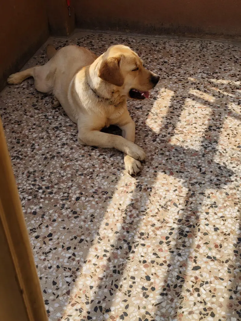 Labrador Male For sale — photo 2