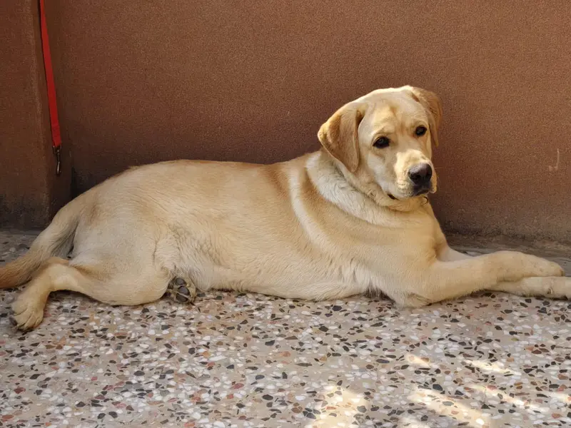 Labrador Male For sale — photo 3