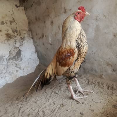 White nok nali sufed ankh