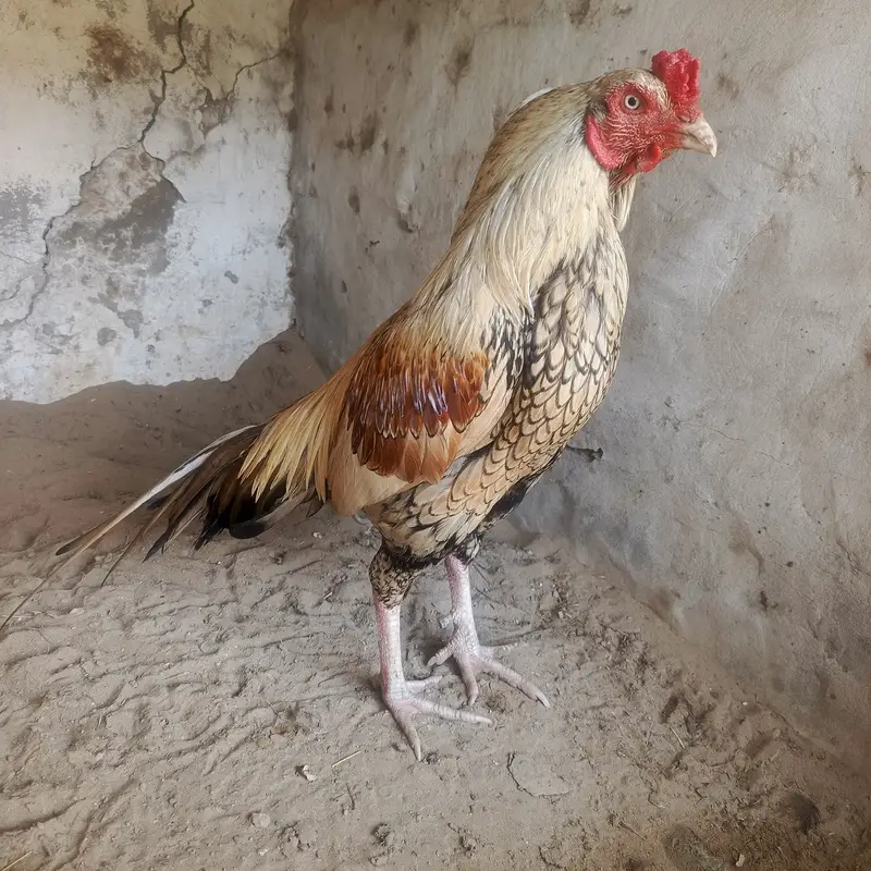 White nok nali sufed ankh — photo 4