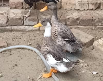 duck for sale