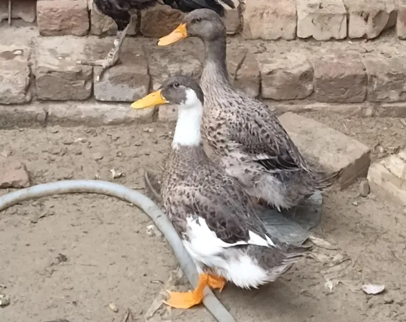 duck for sale