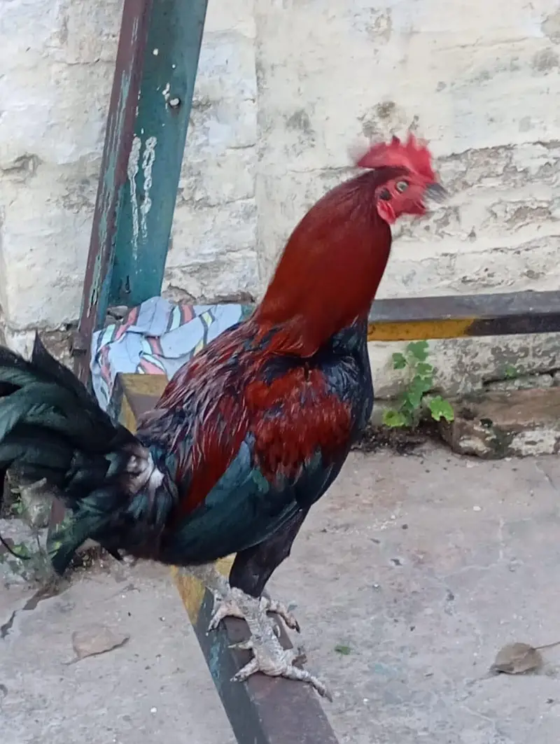 Aseel Murga — photo 7