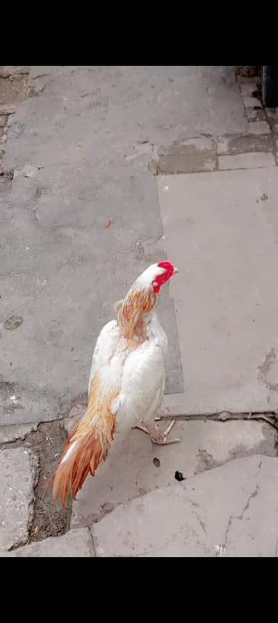 Original Mianwali Aseel Hen – Best Quality