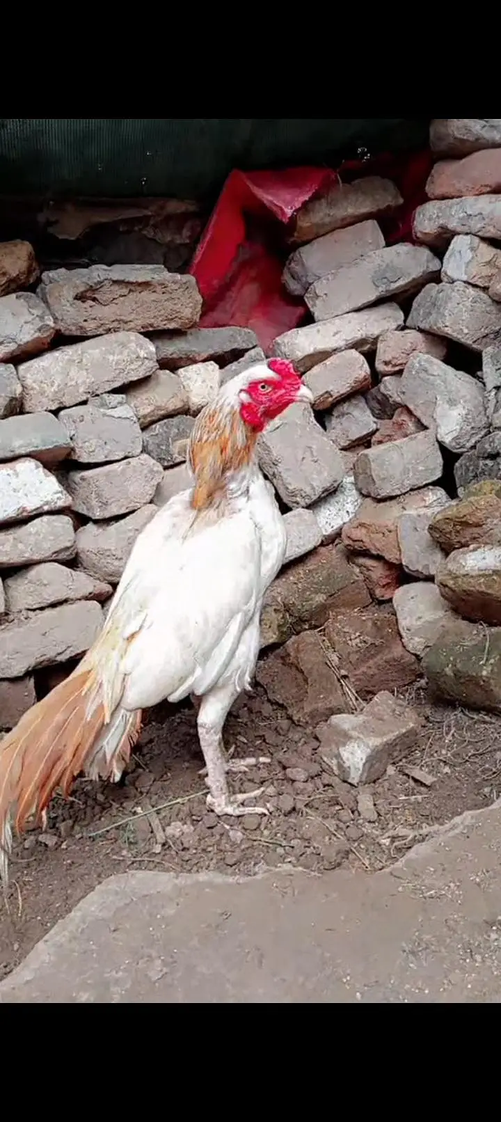 Original Mianwali Aseel Hen – Best Quality — photo 2