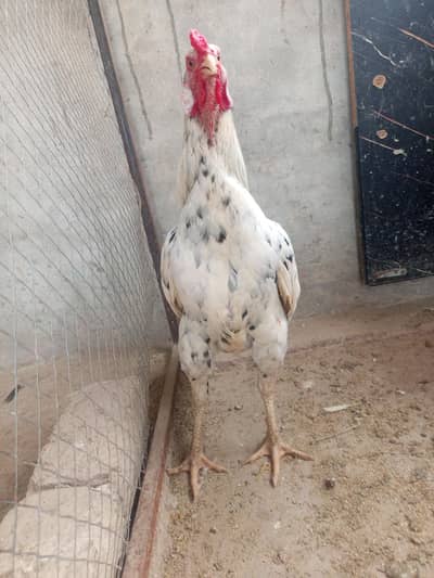 champion aseel full healthy