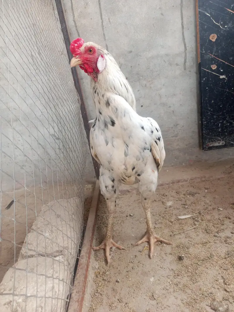 champion aseel full healthy — photo 2