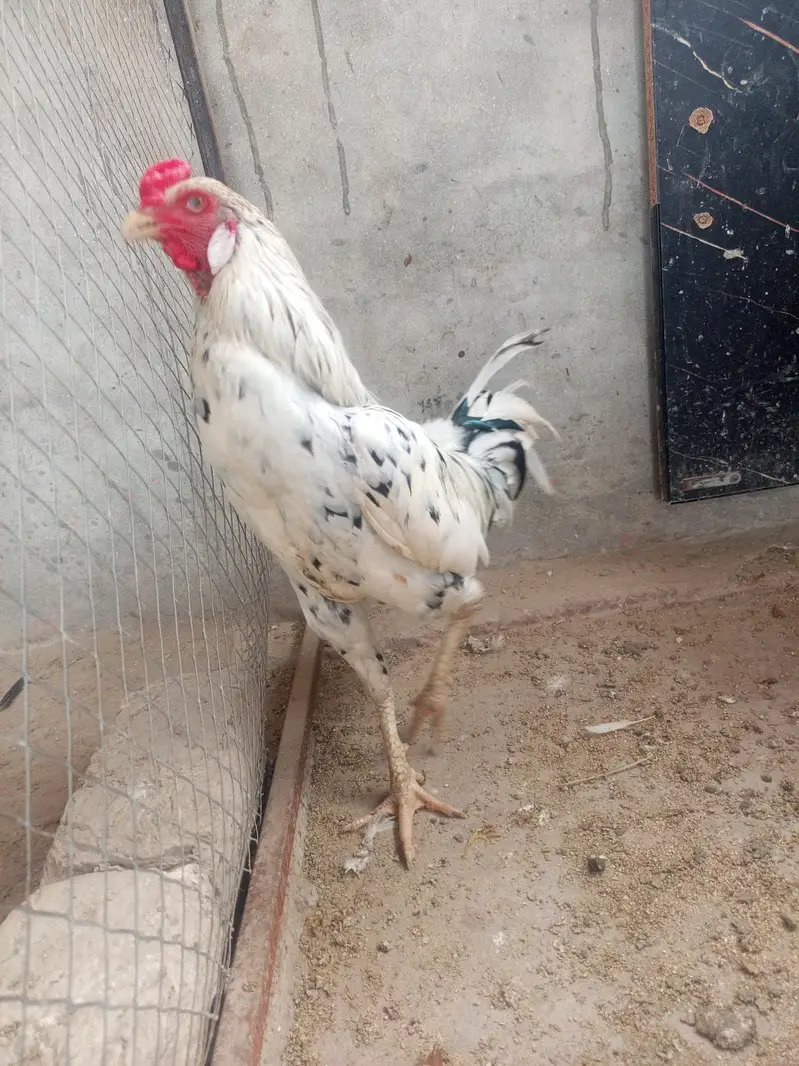 champion aseel full healthy — photo 3