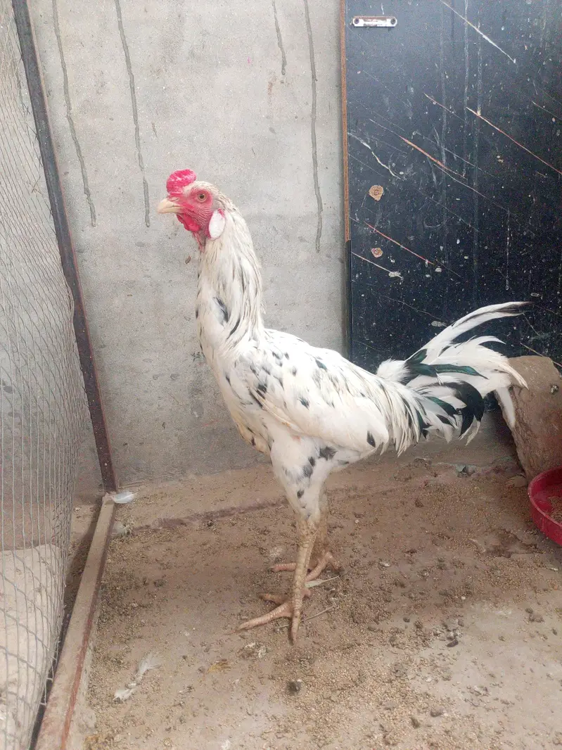 champion aseel full healthy — photo 4