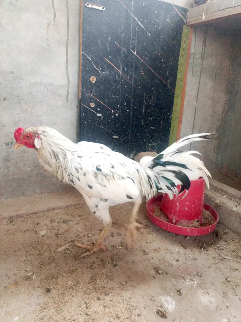 champion aseel full healthy — photo 5
