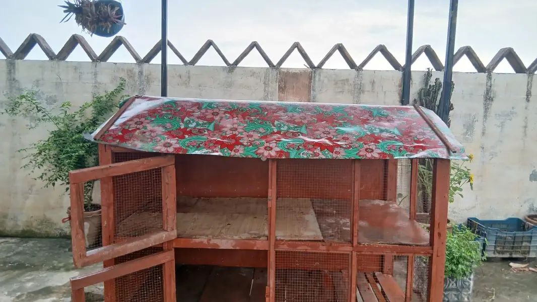 Customize premium wood cage — photo 3