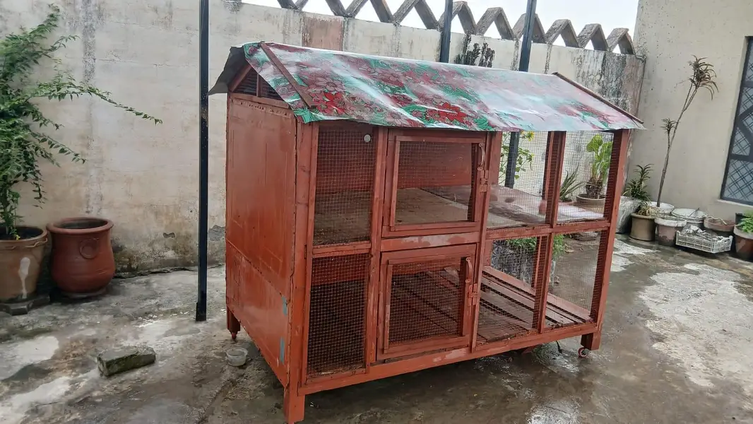 Customize premium wood cage — photo 7