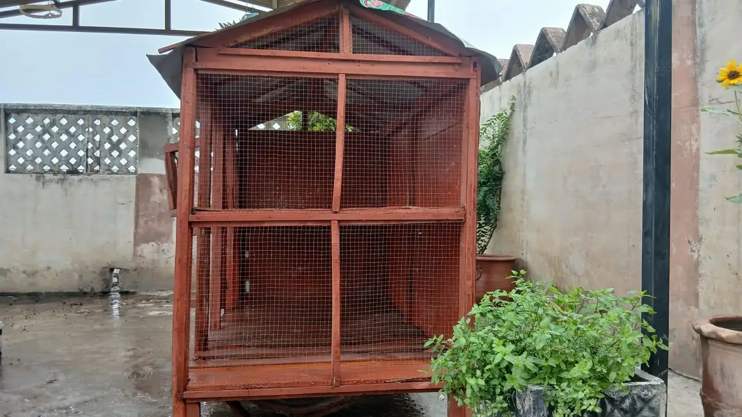 Customize premium wood cage — photo 8