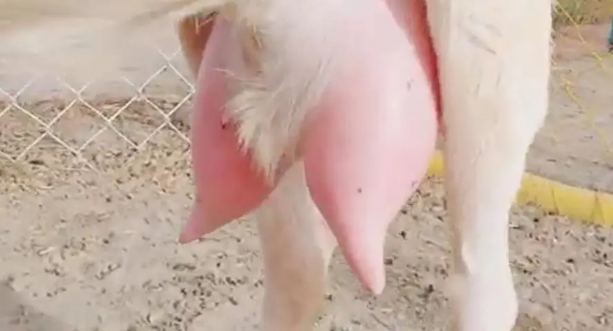 Desi Bakri Our 3 Bacchon Ka Sath Urgent for sale //03229844345 — photo 2