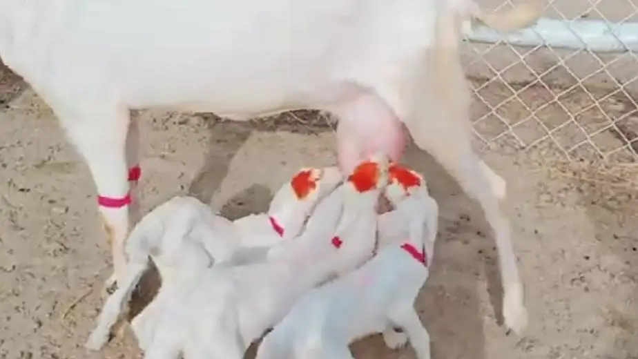 Desi Bakri Our 3 Bacchon Ka Sath Urgent for sale //03229844345 — photo 3