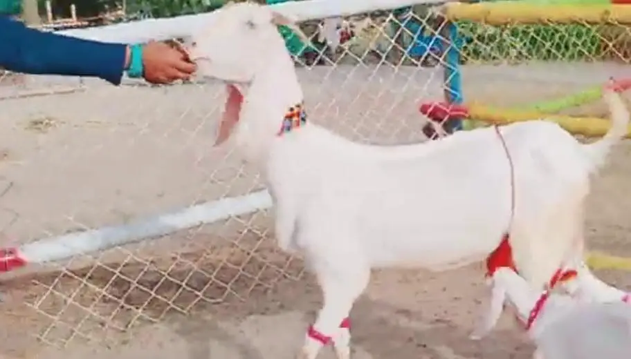 Desi Bakri Our 3 Bacchon Ka Sath Urgent for sale //03229844345 — photo 5