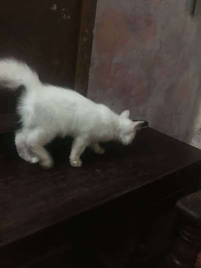 kittens urgent sale