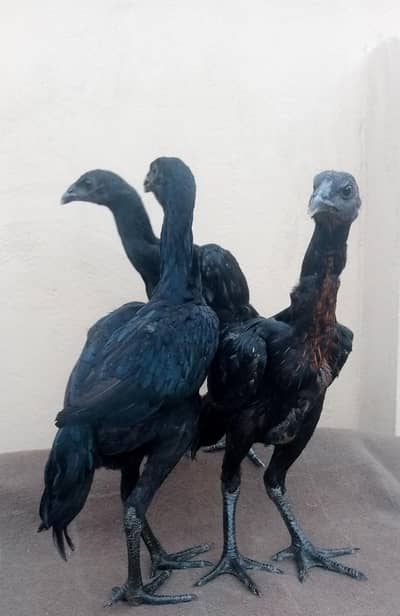 Black dragon chicks
