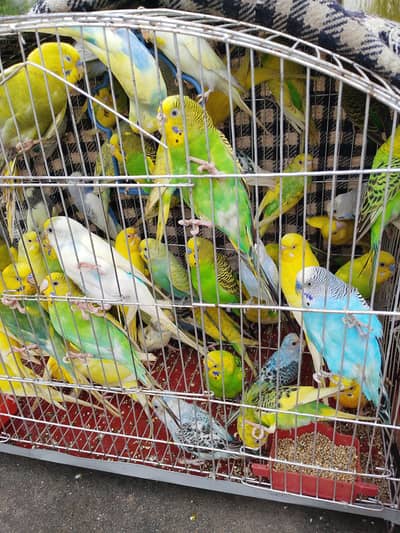 Australian perrts