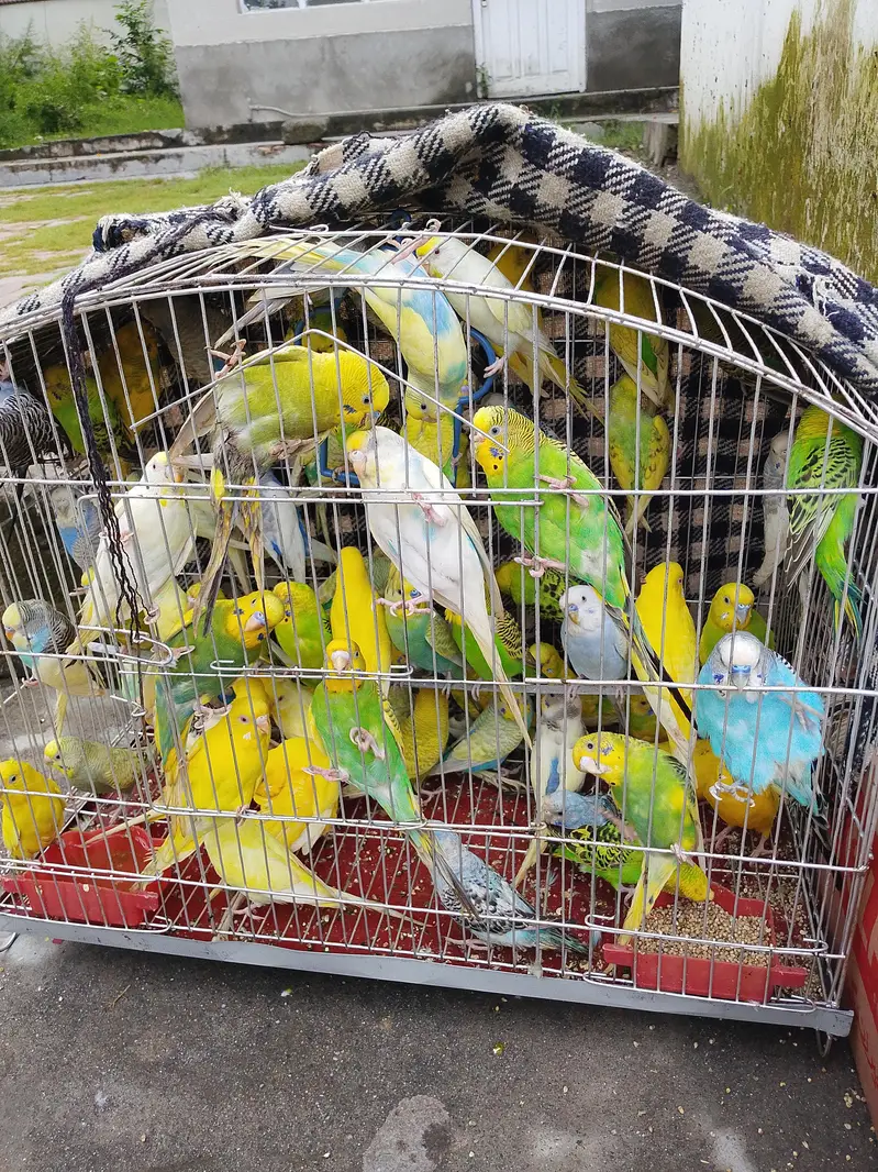 Australian perrts — photo 2