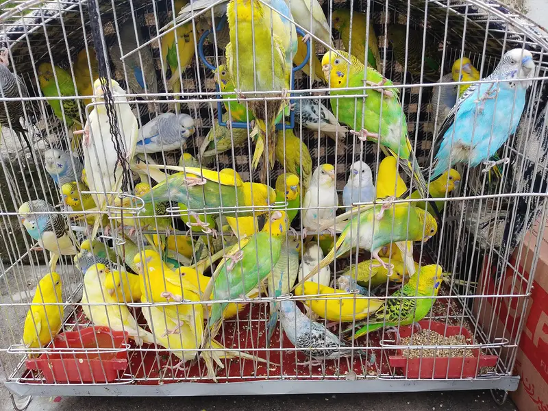 Australian perrts — photo 3