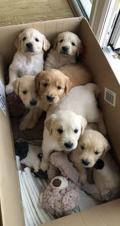 Golden Retriever Puppies / Golden Retriever male , female for sale