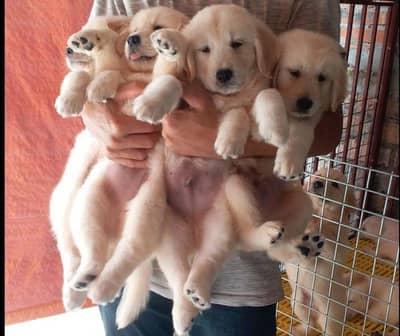 golden retriever puppies available