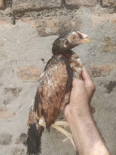 Mirthi pathi zero size