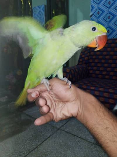 Kashmiri jamboo size hand tame parrot 0321-605-96-80