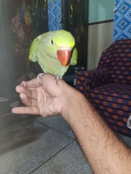 Kashmiri jamboo size hand tame parrot 0321-605-96-80 — photo 2