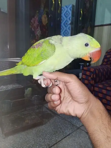 Kashmiri jamboo size hand tame parrot 0321-605-96-80 — photo 3