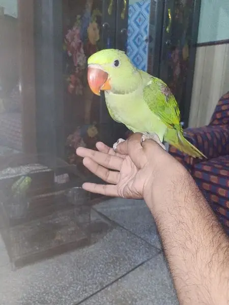 Kashmiri jamboo size hand tame parrot 0321-605-96-80 — photo 4
