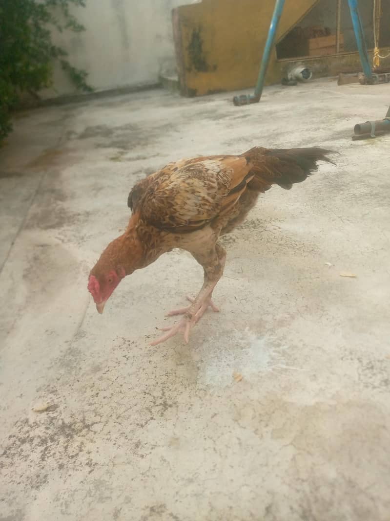 murga 0