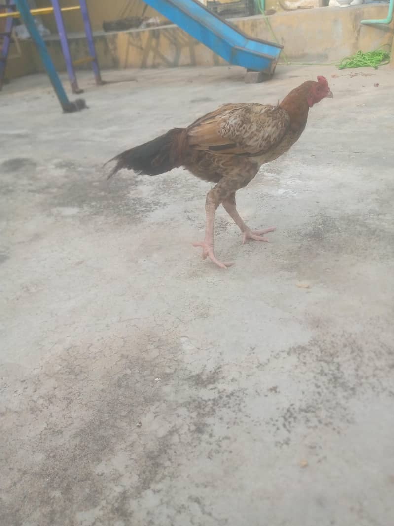 murga 1