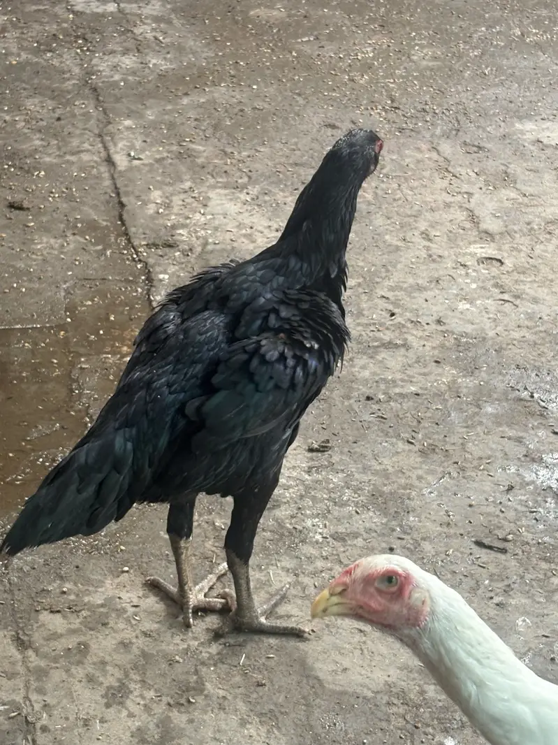 Aseel Murgay and Murgi — photo 2