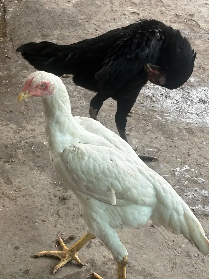 Aseel Murgay and Murgi — photo 6