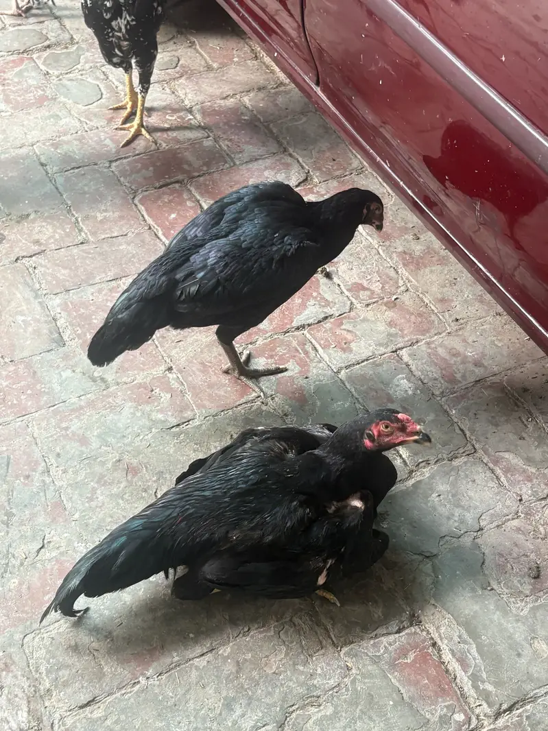 Aseel Murgay and Murgi — photo 8