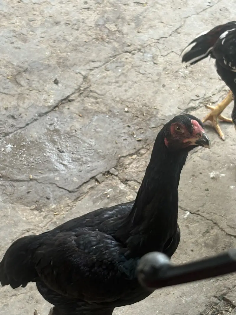 Aseel Murgay and Murgi — photo 9