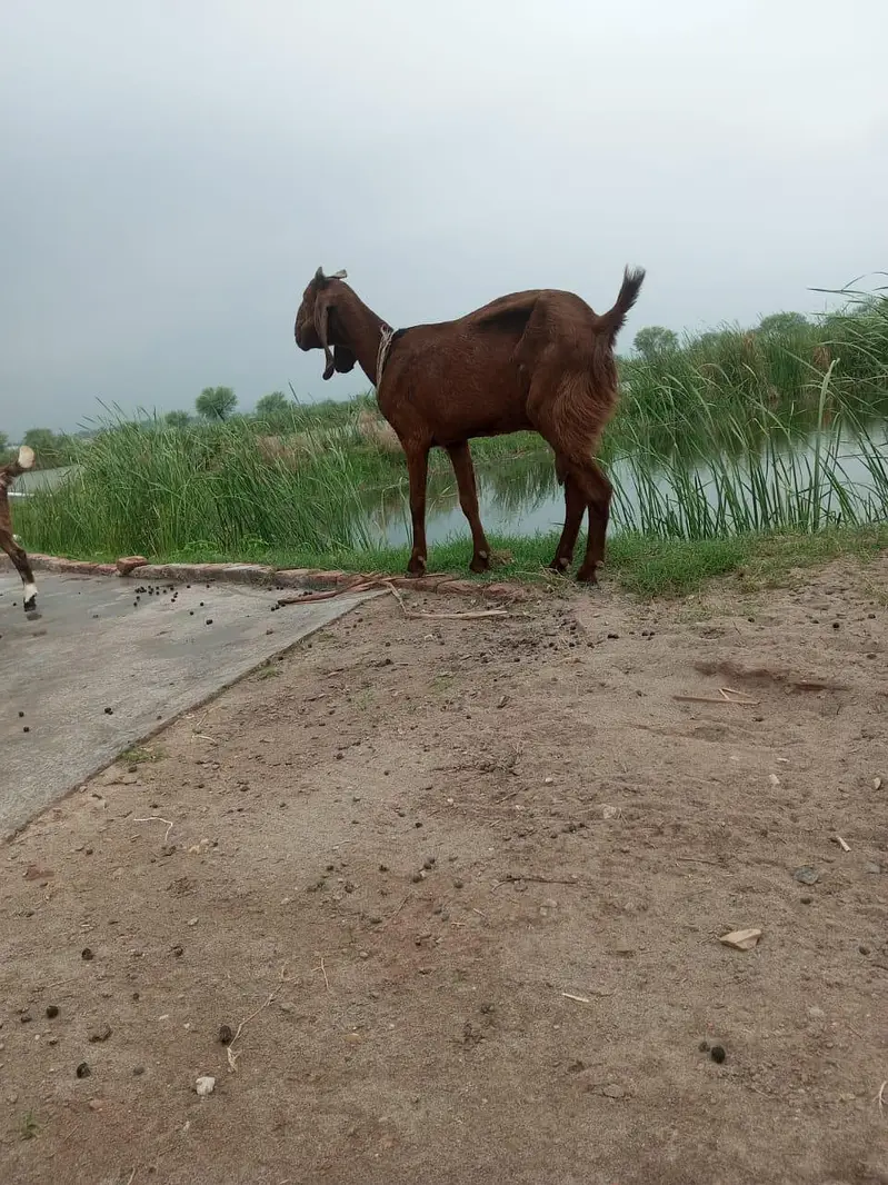 wazen ke hisab se lele — photo 2