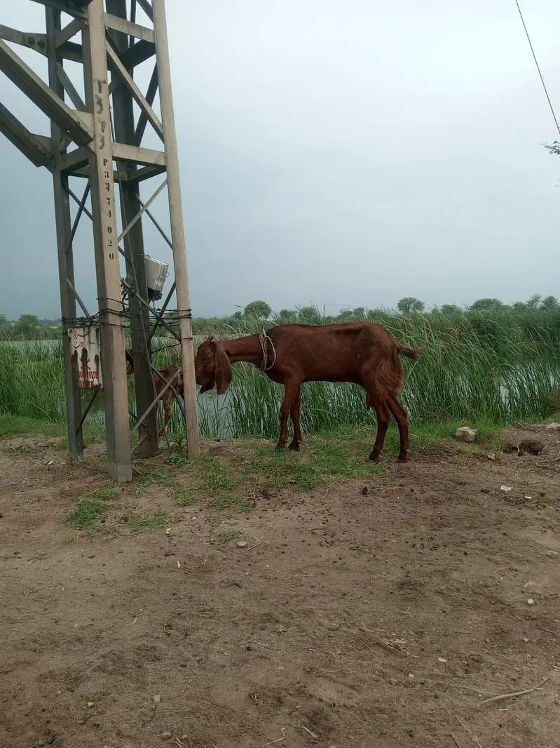 wazen ke hisab se lele — photo 3
