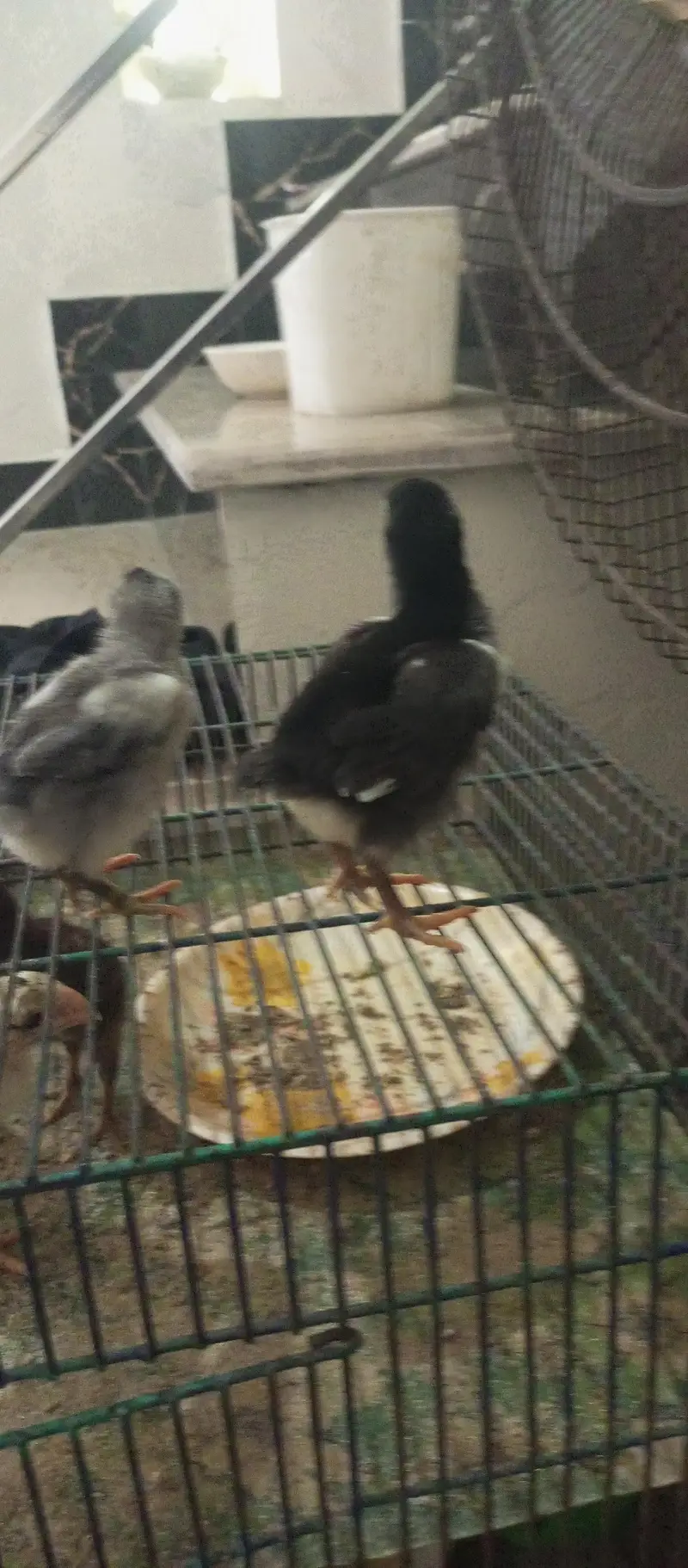 parrot beak  or ice blue dragon cross chiks — photo 2