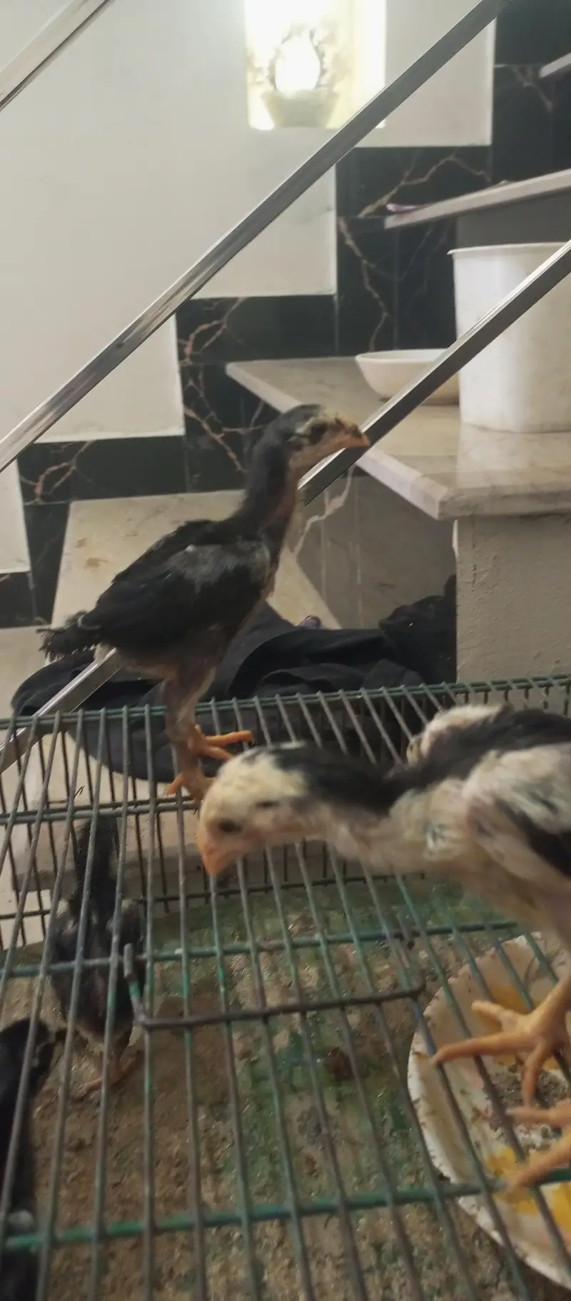 parrot beak  or ice blue dragon cross chiks — photo 3