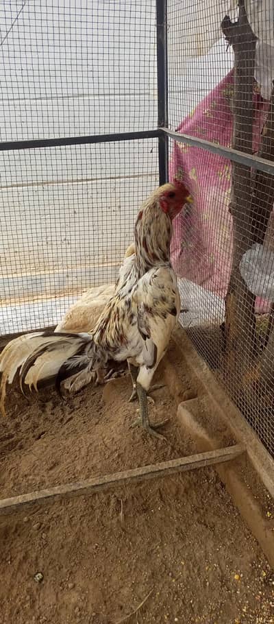 parrot beak  or ice blue dragon cross chiks