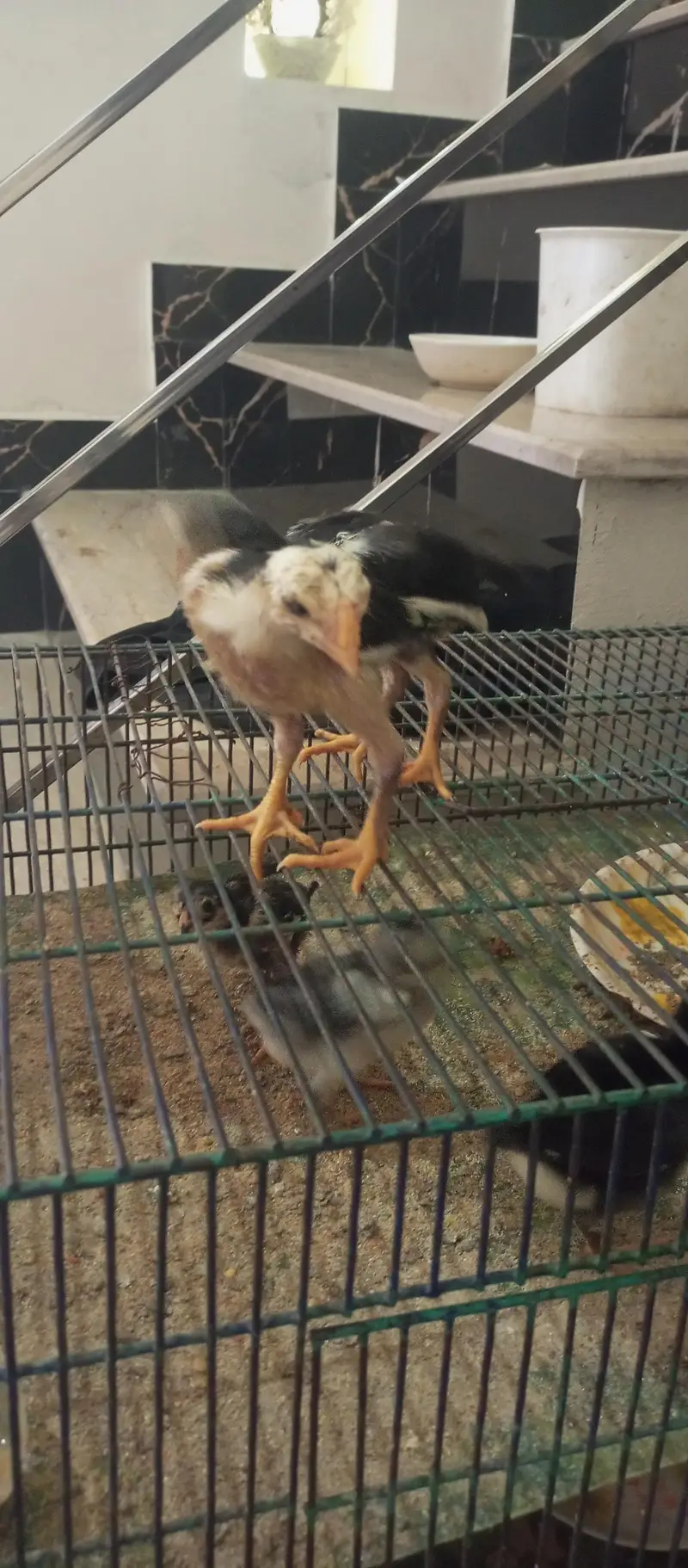 parrot beak  or ice blue dragon cross chiks — photo 6