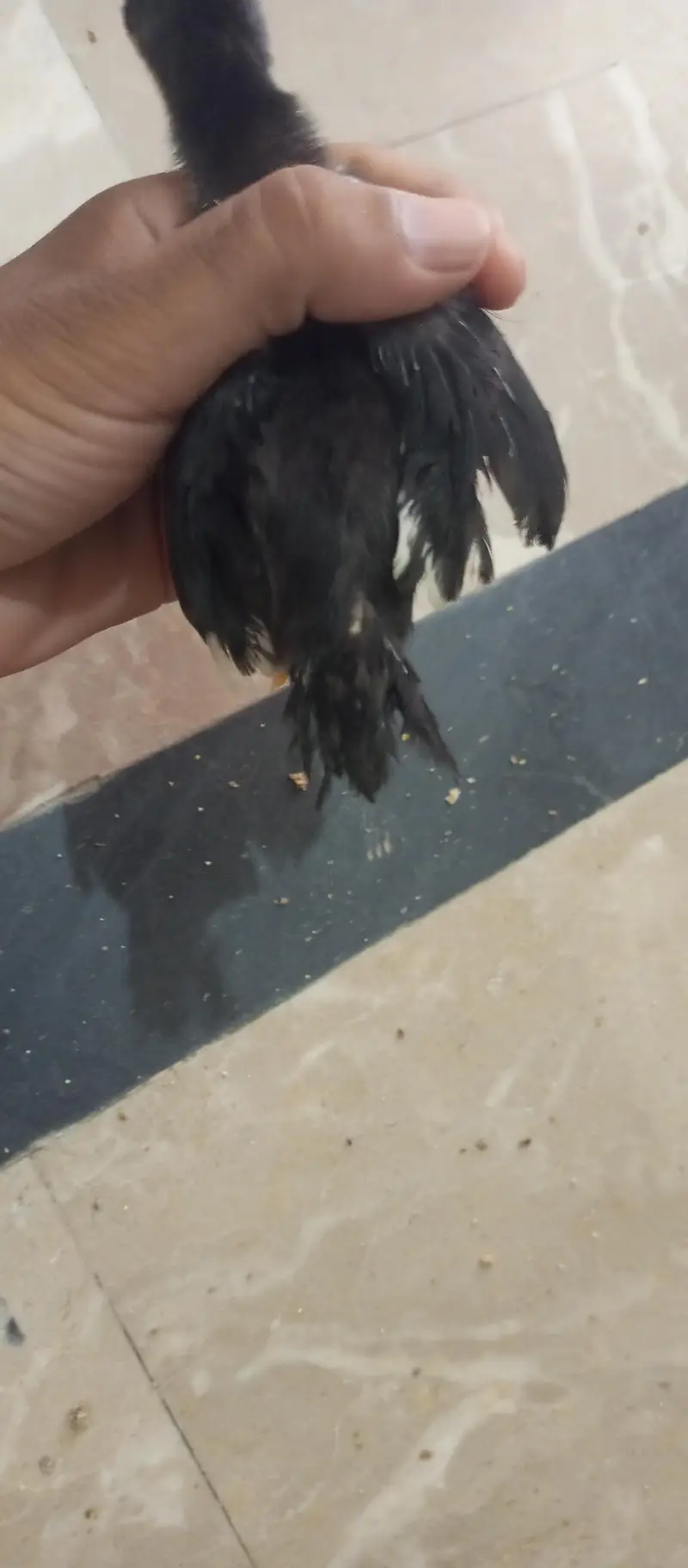 parrot beak  or ice blue dragon cross chiks — photo 8